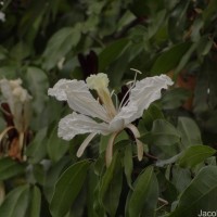 Baikiaea insignis Benth.